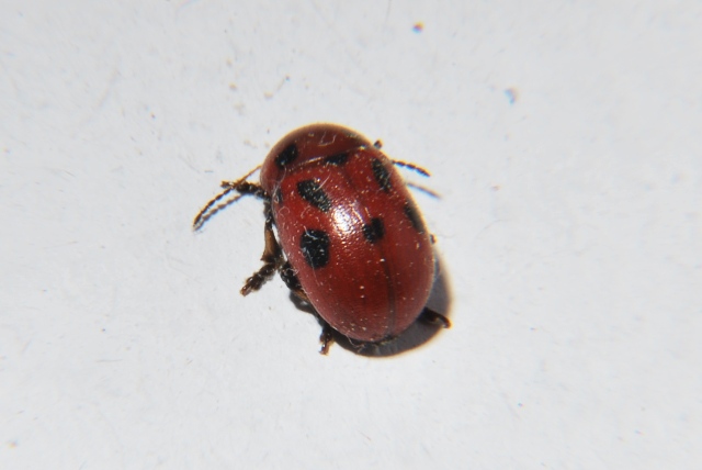 Gonioctena cfr fornicata (Chrysomelidae)